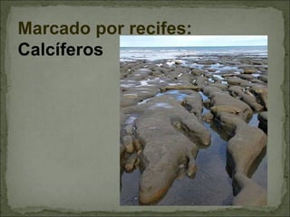 Marcado por recifes:
Calcíferos
               
 