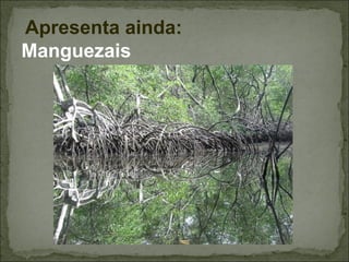  Apresenta
         ainda:
Manguezais
 