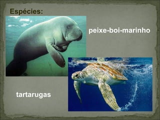 Espécies:

              peixe-boi-marinho




 tartarugas
 