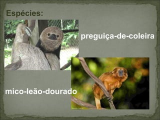 Espécies:

                    preguiça-de-coleira




mico-leão-dourado
 