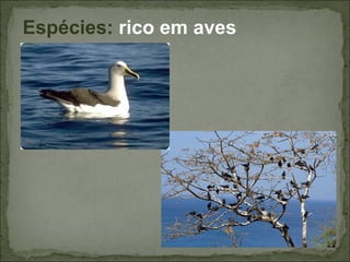 Espécies: rico em aves
 