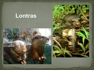 Lontras
 