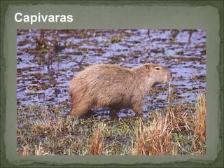Capivaras
 