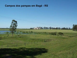 Campos dos pampas em Bagé - RS

 