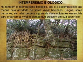 INTEMPERISMO BIOLÓGICO
Há também o intemperismo biológico, que é a decomposição das
rochas pela atividade de seres vivos: bactérias, fungos, seres
humanos, etc. elas perdem alguns de seus nutrientes essenciais
para organismos vivos e plantas que crescem em sua superfície.

 