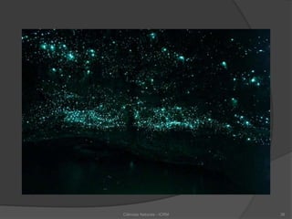 Ciências Naturais - ICRM 38
 