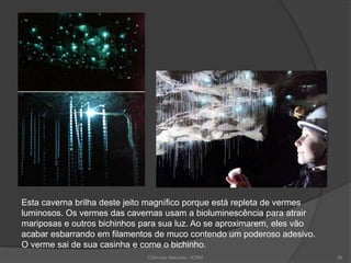 Esta caverna brilha deste jeito magnífico porque está repleta de vermes
luminosos. Os vermes das cavernas usam a bioluminescência para atrair
mariposas e outros bichinhos para sua luz. Ao se aproximarem, eles vão
acabar esbarrando em filamentos de muco contendo um poderoso adesivo.
O verme sai de sua casinha e come o bichinho.
Ciências Naturais - ICRM 39
 