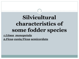 Silvicultural
characteristics of
some fodder species
1.Litsea monopetala
2.Ficus cunia/Ficus semicordata
 