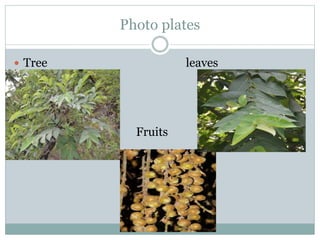 Photo plates
 Tree leaves

 Fruits
 