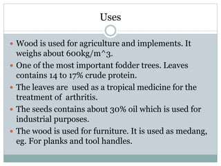 Uses
 Wood is used for agriculture and implements. It
weighs about 600kg/m^3.
 One of the most important fodder trees. L...