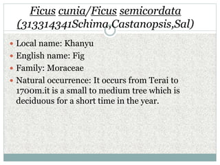 Ficus cunia/Ficus semicordata
(313314341Schima,Castanopsis,Sal)
 Local name: Khanyu
 English name: Fig
 Family: Moracea...