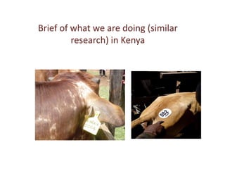 Outline of proposed livestock identification and traceability research activities in Loliondo