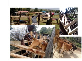 Outline of proposed livestock identification and traceability research activities in Loliondo