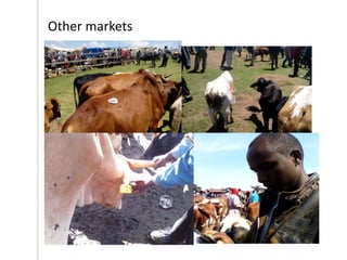 Outline of proposed livestock identification and traceability research activities in Loliondo