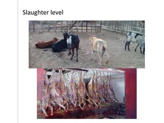 Outline of proposed livestock identification and traceability research activities in Loliondo