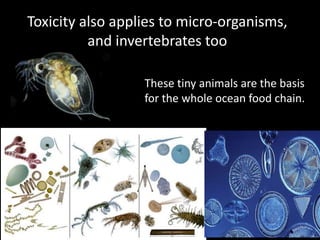 Toxicity also applies to micro-organisms,
and invertebrates too
These tiny animals are the basis
for the whole ocean food chain.
 