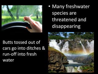 Butts tossed out of
cars go into ditches &
run-off into fresh
water
• Many freshwater
species are
threatened and
disappearing
 