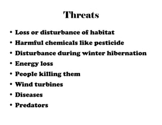 Little Brown Bat by Elaine