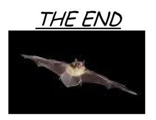 Little Brown Bat by Elaine