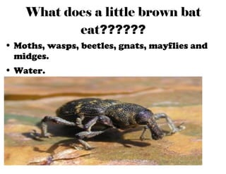 Little Brown Bat by Elaine