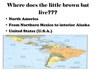 Little Brown Bat by Elaine