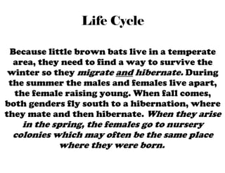 Little Brown Bat by Elaine