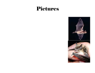 Little Brown Bat by Elaine