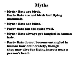 Little Brown Bat by Elaine