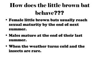 Little Brown Bat by Elaine