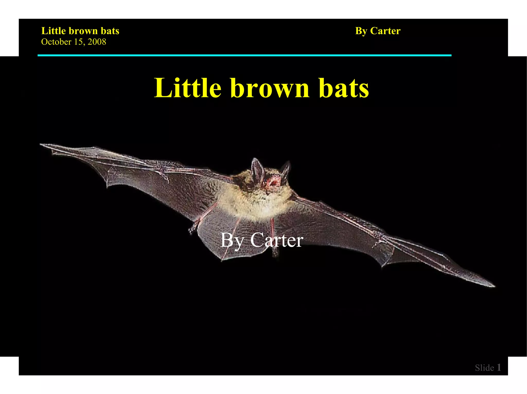 Little Brown Bats by Carter | PPT