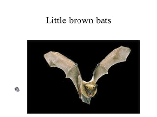 Little brown bats 
