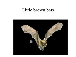 Little brown bats 