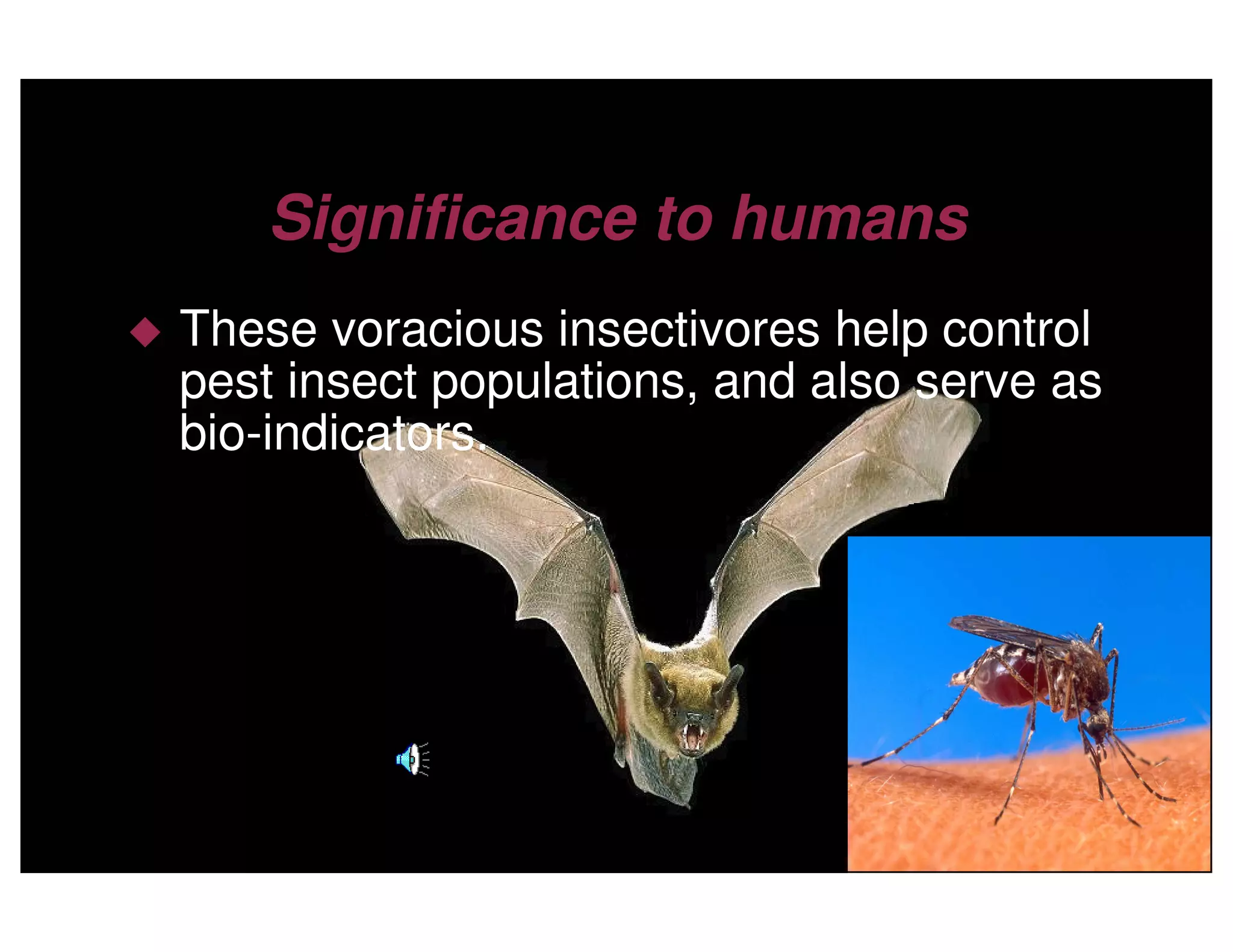 Little Brown Bats by Clement