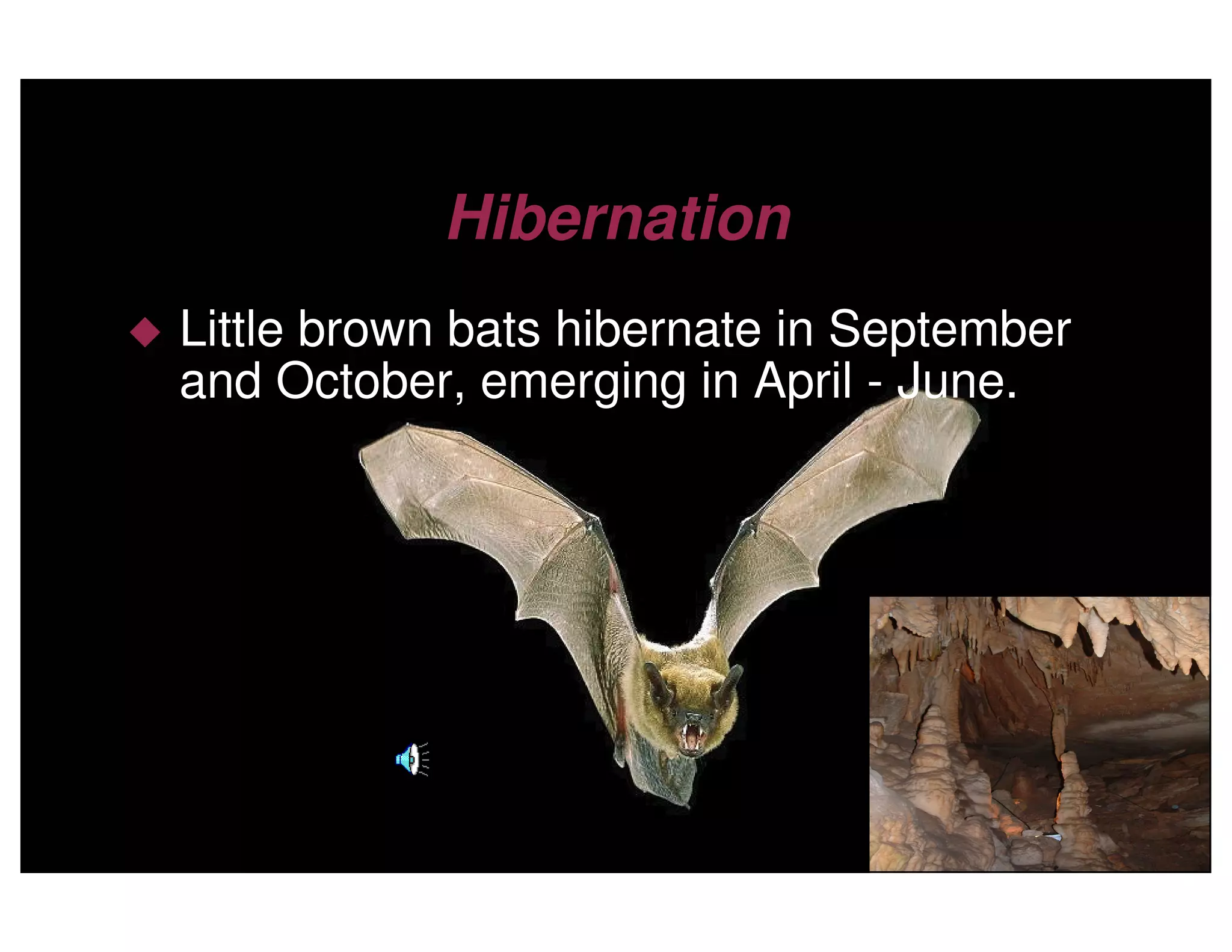 Little Brown Bats by Clement