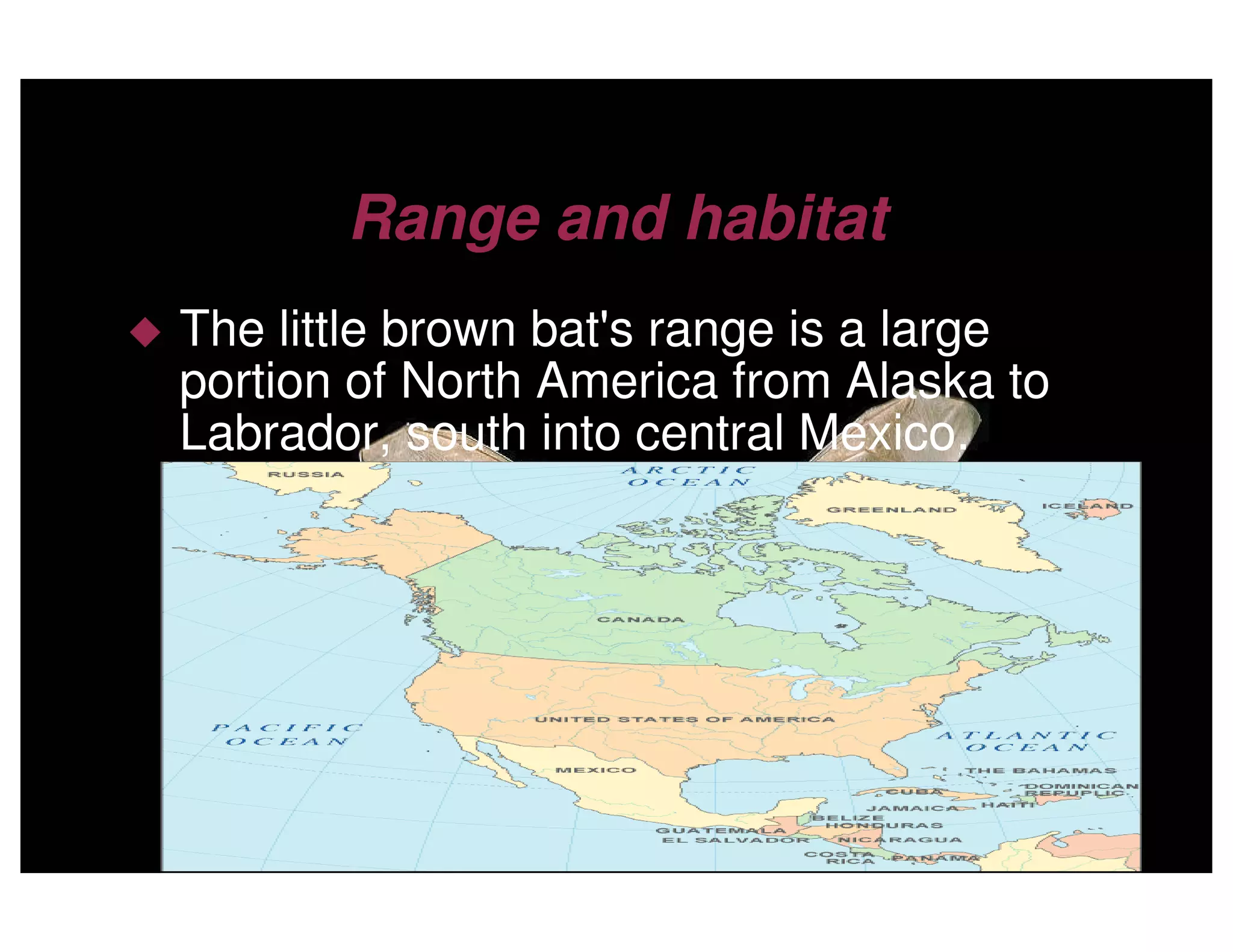 Little Brown Bats by Clement