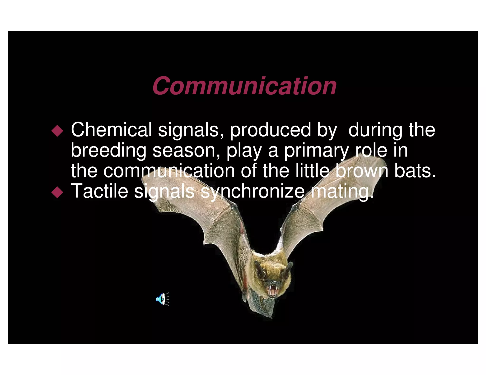 Little Brown Bats by Clement