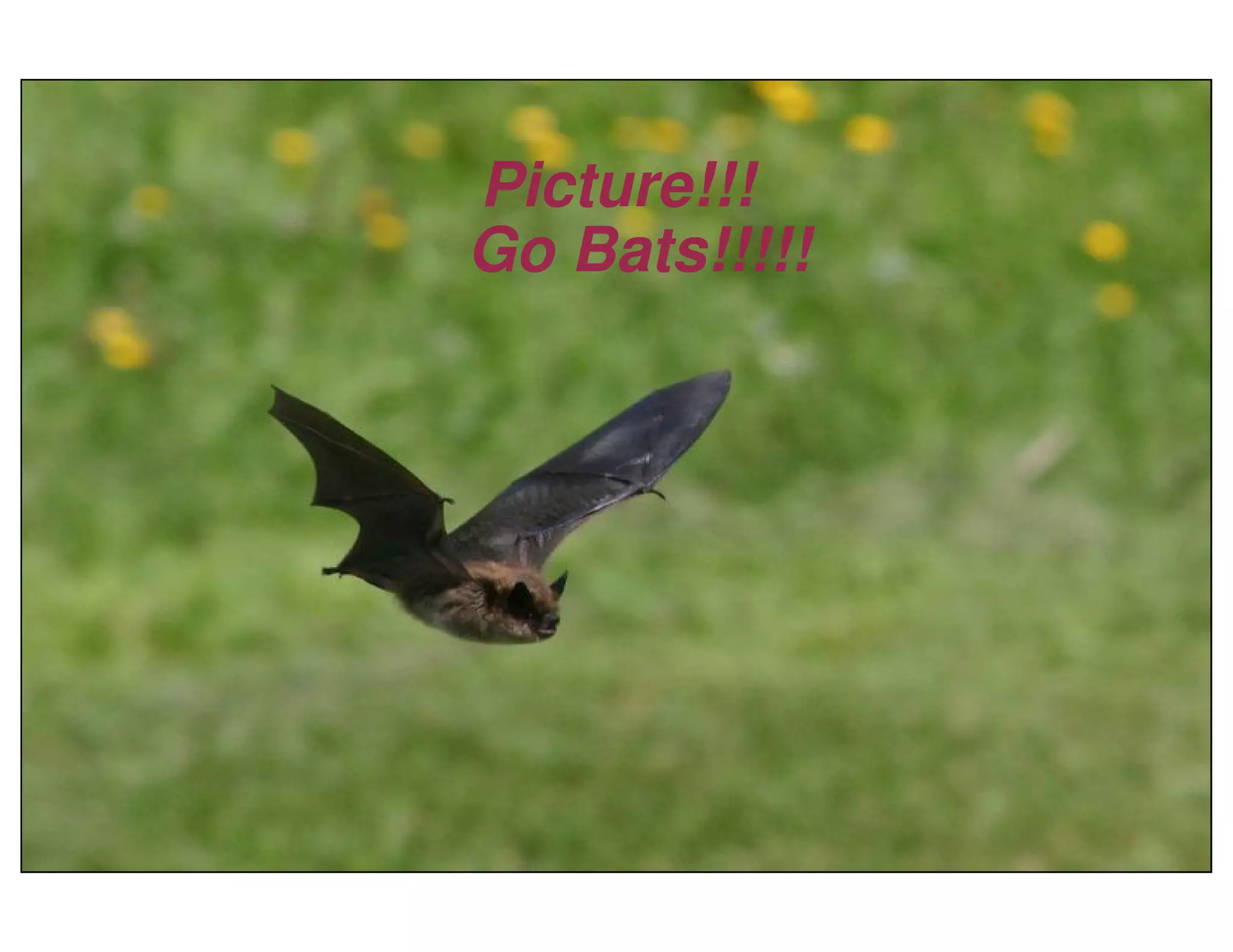 Little Brown Bats by Clement