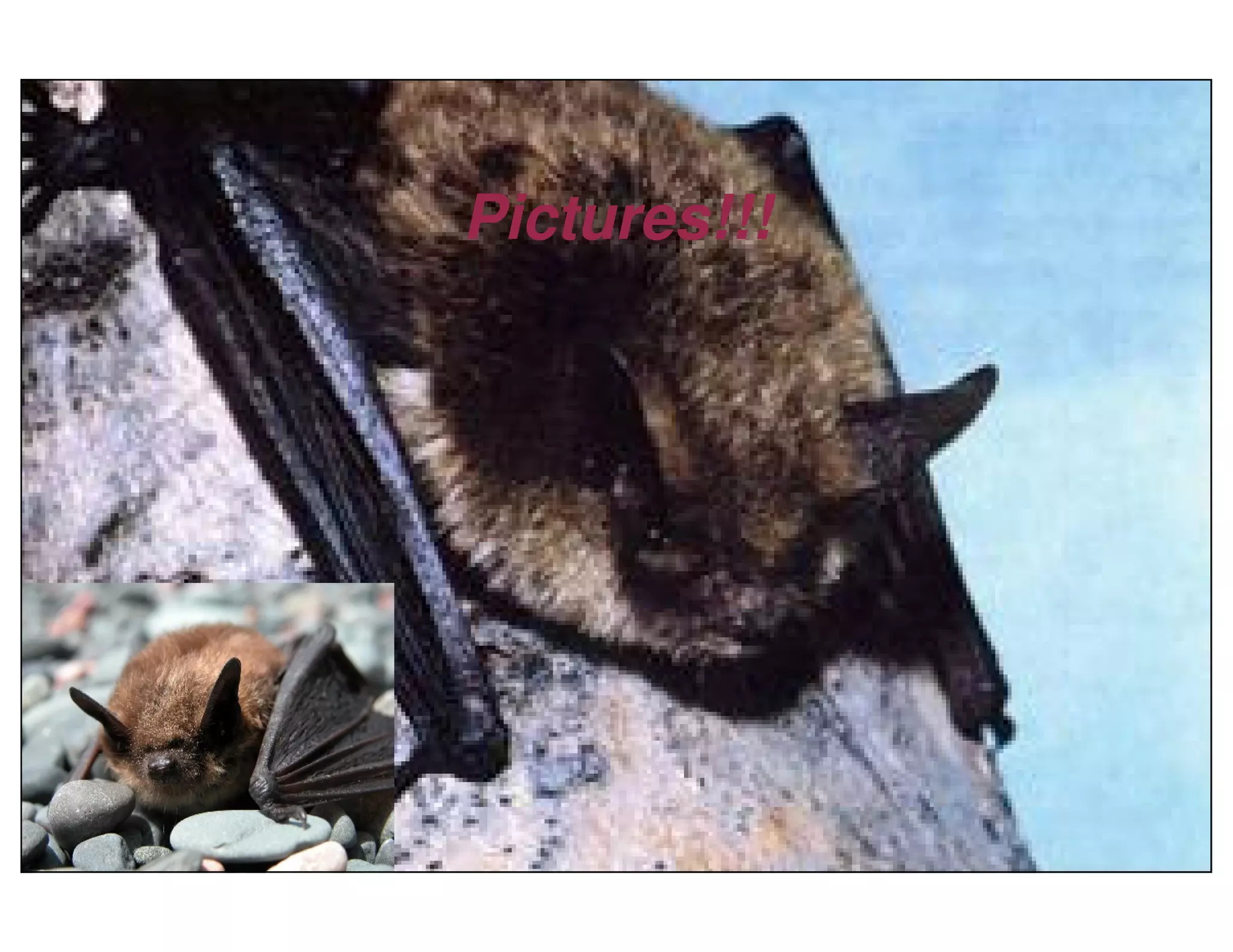 Little Brown Bats by Clement