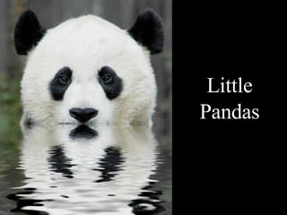 Pandas Little 
