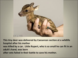 This tiny deer was delivered by Caesarean section at a wildlife hospital after his mother was killed by a car.  Little Rupert, who is so small he can fit in an adult’s hand, was born after vets failed in their battle to save his mother. 