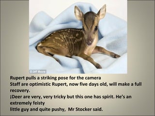 Rupert pulls a striking pose for the camera  Staff are optimistic Rupert, now five days old, will make a full recovery.  ¡Deer are very, very tricky but this one has spirit. He’s an extremely feisty  little guy and quite pushy,  Mr Stocker said.  