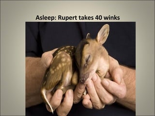    Asleep: Rupert takes 40 winks   