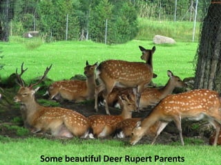 Some beautiful Deer Rupert Parents 