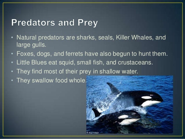 Little blue penguins