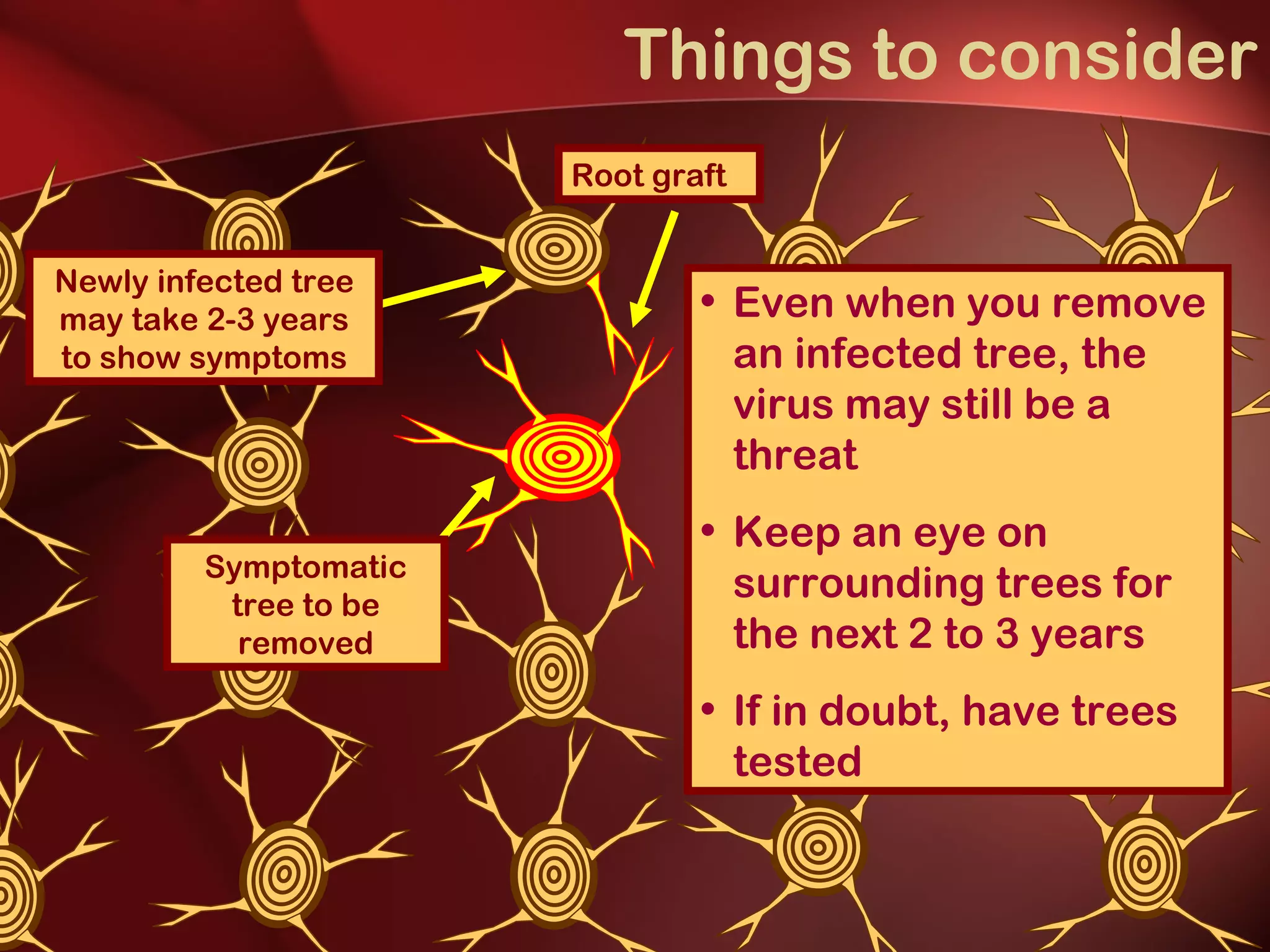 Things to consider Even when you remove an infected tree, the virus may still be a threat Keep an eye on surrounding trees for the next 2 to 3 years If in doubt, have trees tested  Newly infected tree may take 2-3 years to show symptoms Symptomatic tree to be removed Root graft 