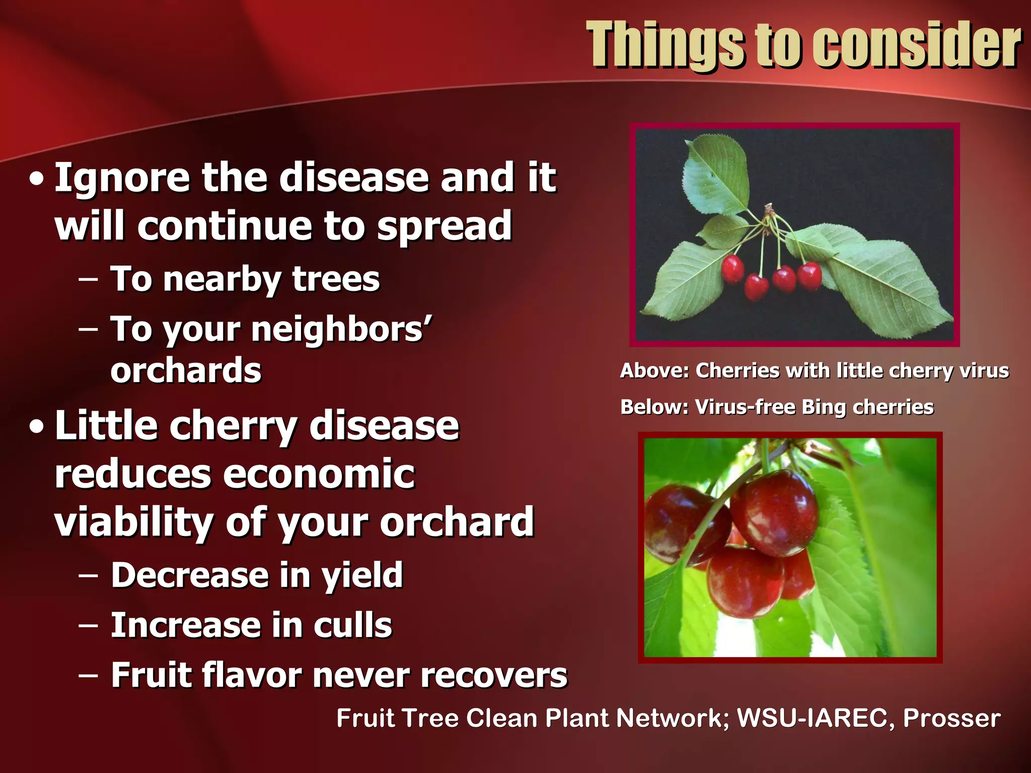 Things to consider Ignore the disease and it will continue to spread To nearby trees To your neighbors’  orchards Little cherry disease reduces economic viability of your orchard  Decrease in yield Increase in culls Fruit flavor never recovers   Above: Cherries with little cherry virus Below: Virus-free Bing cherries Fruit Tree Clean Plant Network; WSU-IAREC, Prosser 