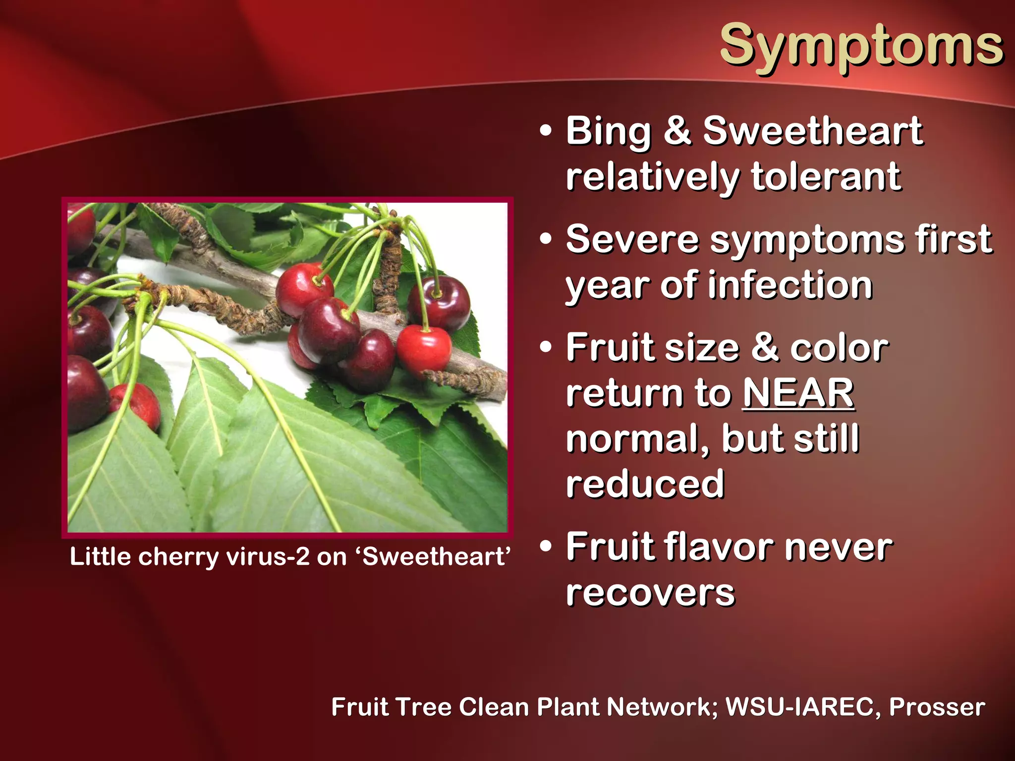 Symptoms Bing & Sweetheart relatively tolerant Severe symptoms first year of infection Fruit size & color return to  NEAR  normal, but still reduced Fruit flavor never recovers Replace this picture with picture of Bings and/or Sweethearts with little cherry virus   Little cherry virus-2 on ‘Sweetheart’ Fruit Tree Clean Plant Network; WSU-IAREC, Prosser 