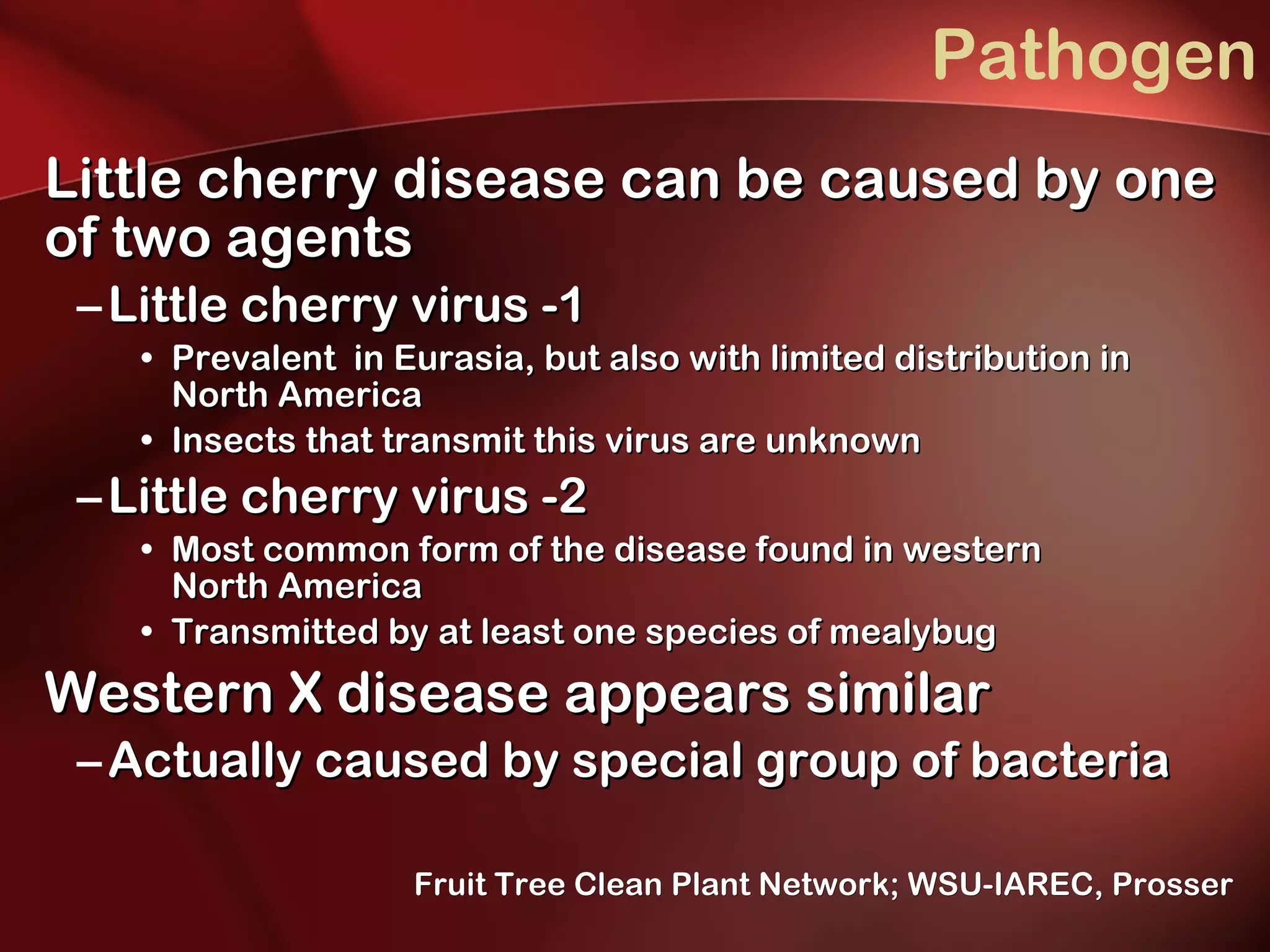 Pathogen Little cherry disease can be caused by one of two agents Little cherry virus -1 Prevalent  in Eurasia, but also with limited distribution in  North America Insects that transmit this virus are unknown Little cherry virus -2 Most common form of the disease found in western  North America Transmitted by at least one species of mealybug Western X disease appears similar Actually caused by special group of bacteria   Fruit Tree Clean Plant Network; WSU-IAREC, Prosser 