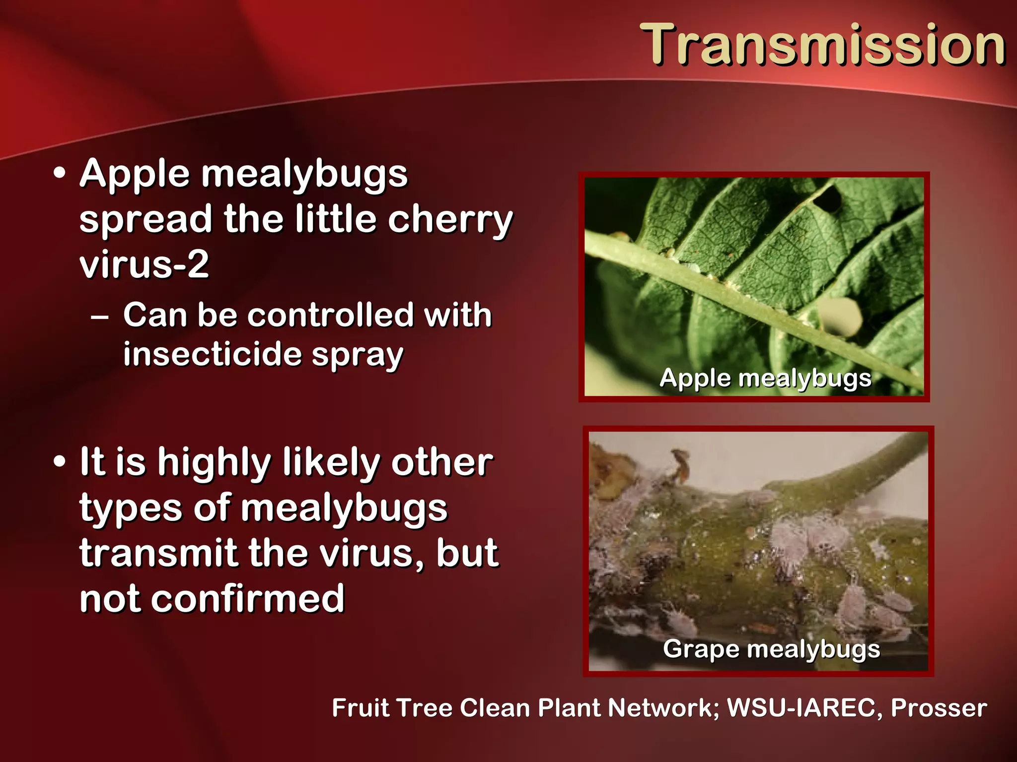 Transmission Apple mealybugs spread the little cherry virus-2 Can be controlled with insecticide spray It is highly likely other types of mealybugs transmit the virus, but not confirmed Apple mealybugs Grape mealybugs Fruit Tree Clean Plant Network; WSU-IAREC, Prosser 