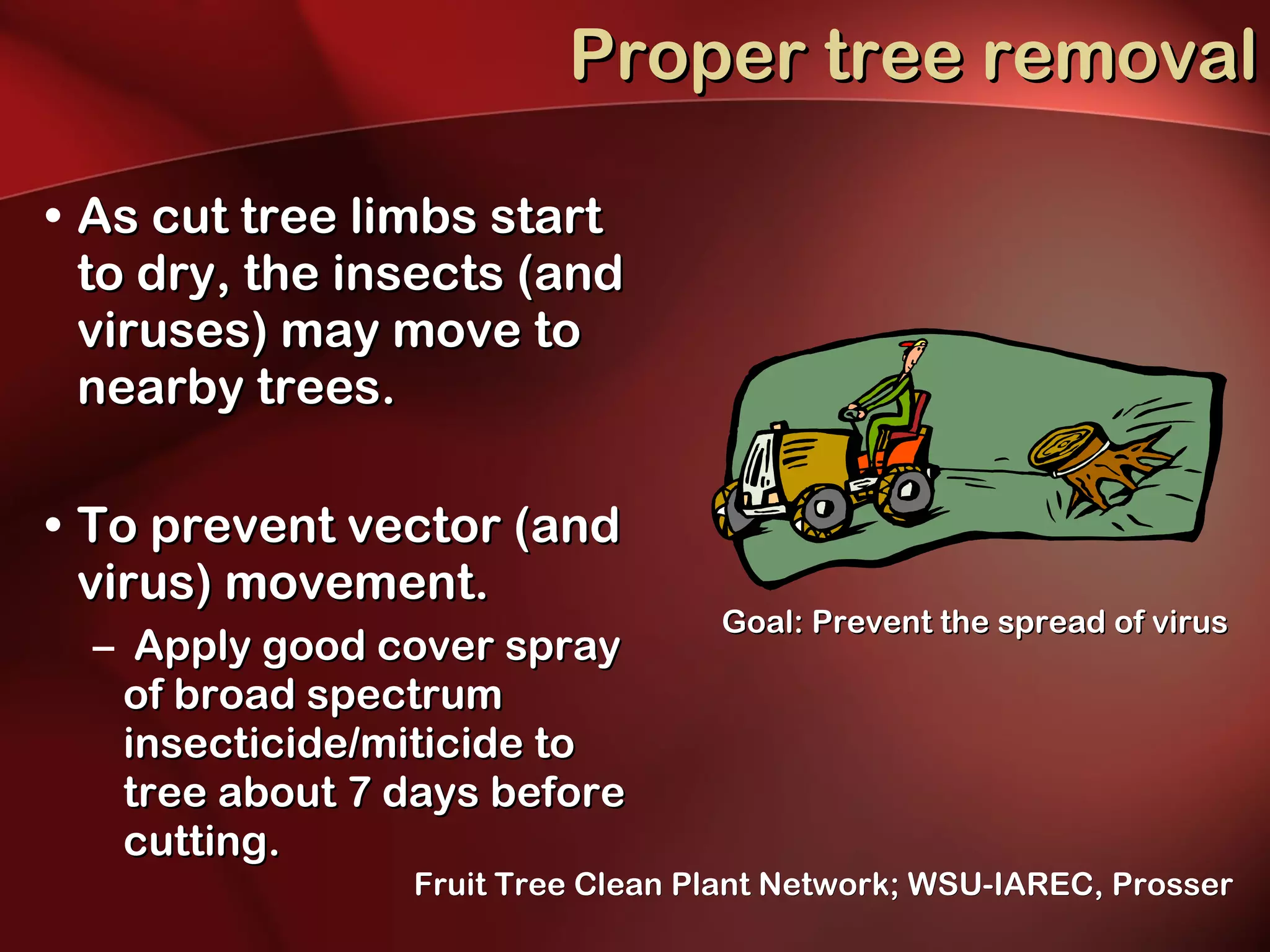 Proper tree removal As cut tree limbs start to dry, the insects (and viruses) may move to nearby trees.  To prevent vector (and virus) movement. Apply good cover spray of broad spectrum insecticide/miticide to tree about 7 days before cutting. Goal: Prevent the spread of virus Fruit Tree Clean Plant Network; WSU-IAREC, Prosser 
